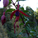 Fuchsia