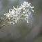 Serviceberry