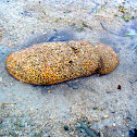 Sea cucumber