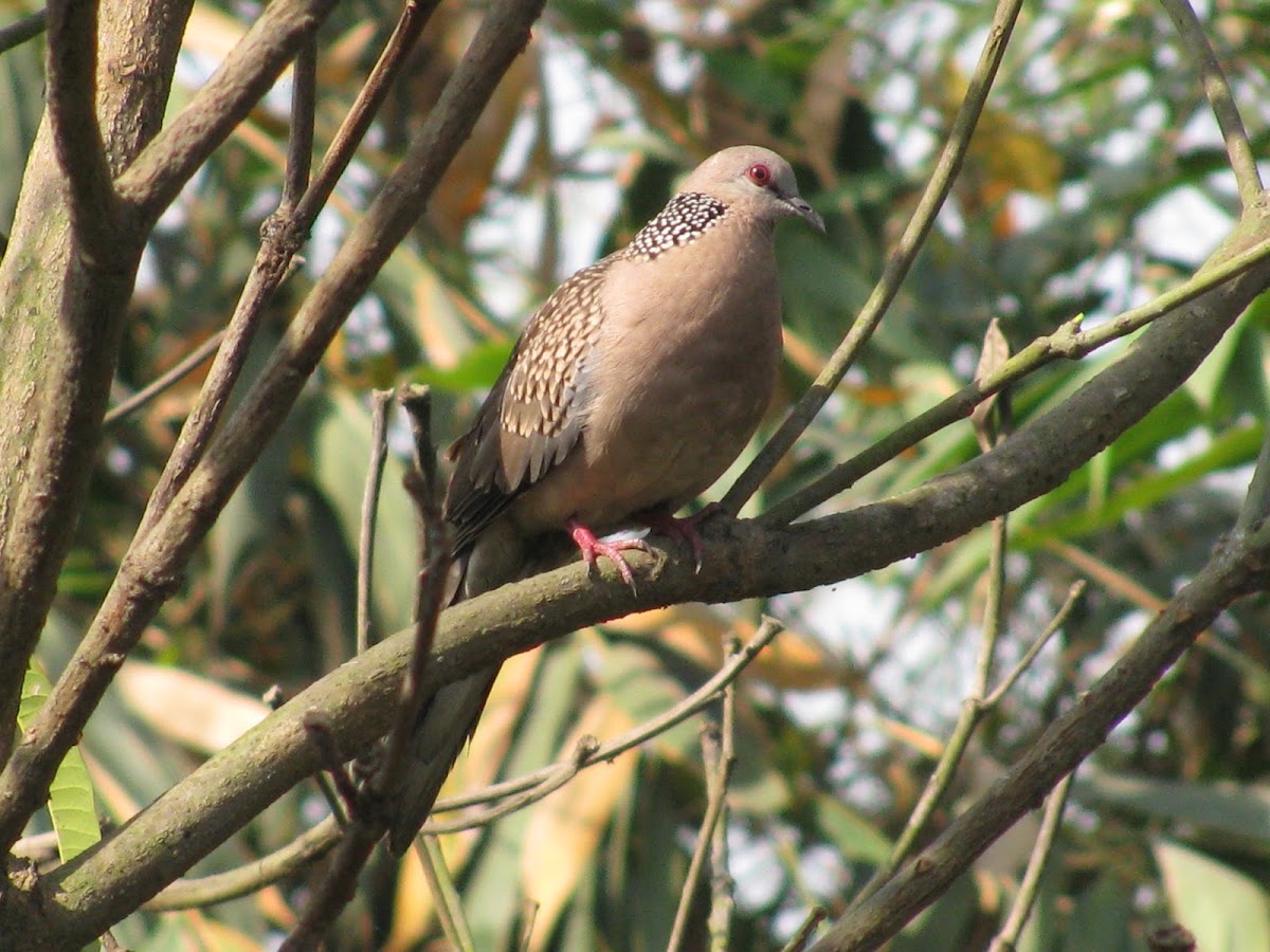 Spotted Dove/ghughu
