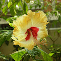Hibiscus