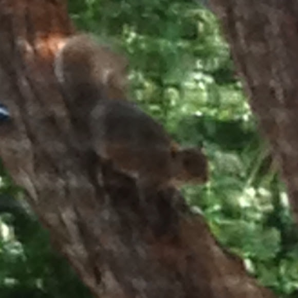 Spotting Image 1