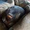 Hottentot Golden Mole