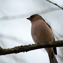 Chaffinch
