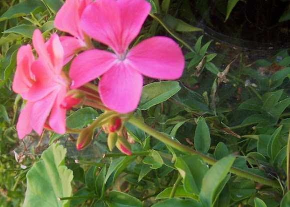 Spotting Image 1