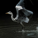 Grey Heron