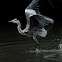 Grey Heron
