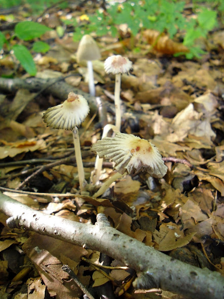 Coprinellus impatiens/Spitscellige donsinktzwam | Project Noah