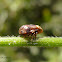 Spittlebug