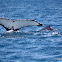 Humpback Whale