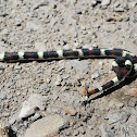 False Coral Snake?