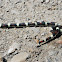 False Coral Snake?