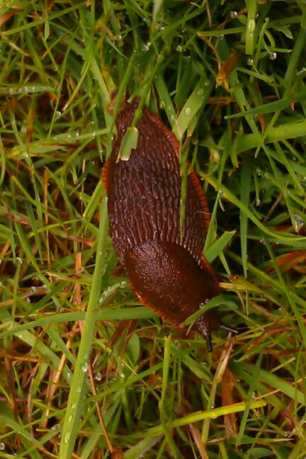 Slug