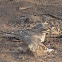 Eurasian Thick Knee