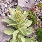 Lambs ear