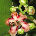 Honeybees