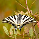 Southern Swallowtail
