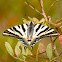 Southern Swallowtail