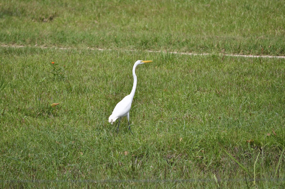 Spotting Image 1