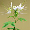 Rocky Mountain Bee Plant