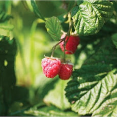 Cherry Hill Farm's Very Fruity Iced Tea