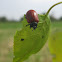 Red Poplar Leaf Beetle