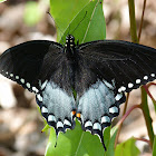 Spicebush Swallowtail