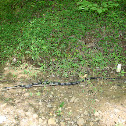 Black Rat Snake