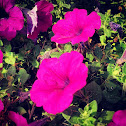 petunia