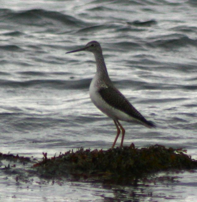 Greater Yellowlegs