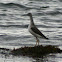 Greater Yellowlegs