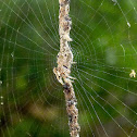 Garbage Line Spider