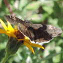 Funereal Duskywing