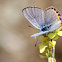 Acmon Blue