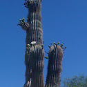 Saguaro