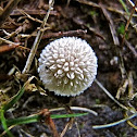 Puffball