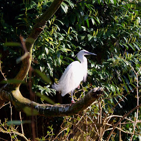 Egret by JenWil   - Animals Birds