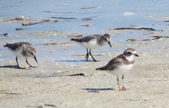 Spotting Image 1