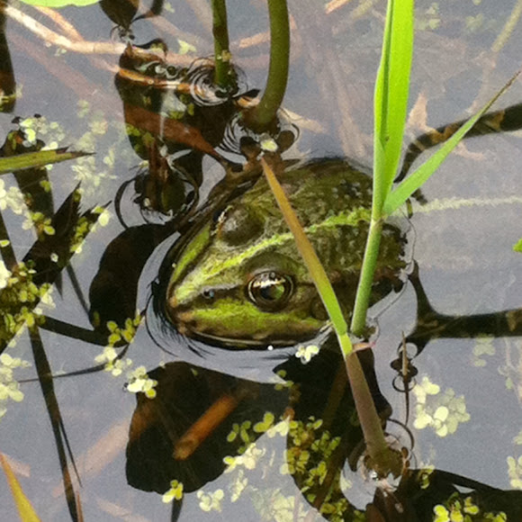 Spotting Image 1