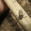 Longhorn Beetle