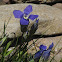 Fringed Gentian