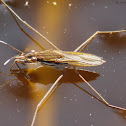 Water Strider