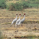 सारस Sarus Crane