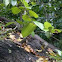 water monitor lizard