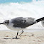gaviota reidora americana - laughing gull