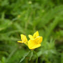 Birdsfoot trefoil