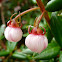 Chilean guava