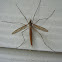 European crane fly