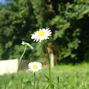 Daisy