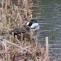 Mallard
